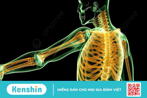 Tìm hiểu về hệ xương trong cơ thể người