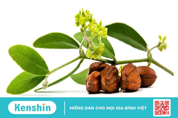 Tinh dầu Jojoba và 10 công dụng tuyệt vời đối với sức khỏe