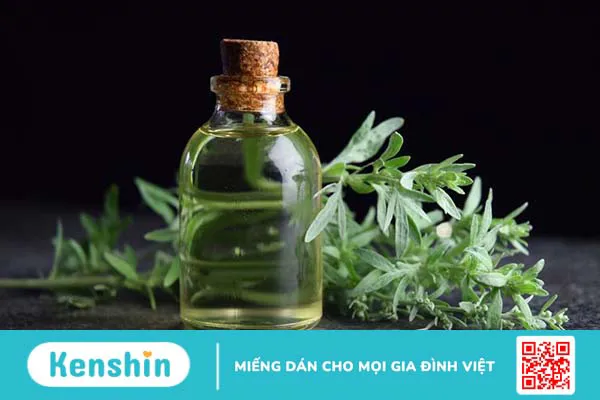 Tinh dầu ngải cứu và công dụng tuyệt vời có thể bạn chưa biết 2