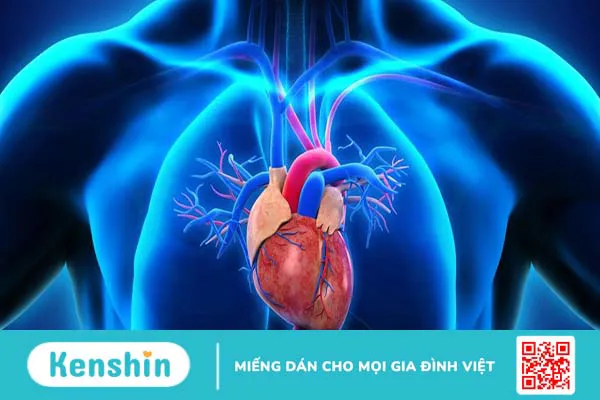 Tĩnh mạch chủ và những kiến thức bạn cần biết