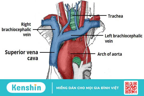 Tĩnh mạch chủ và những kiến thức bạn cần biết