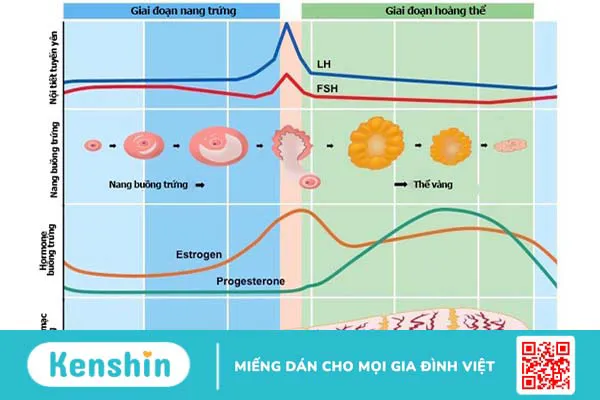 Tổng quan về hormone kích thích nang trứng