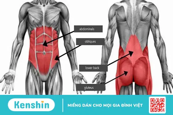 Top 5 bài tập core giúp tạo nét bụng và cải thiện tư thế