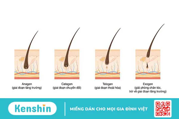 Triệt lông sau bao lâu thì rụng? Các yếu tố ảnh hưởng đến thời gian lông rụng? 1