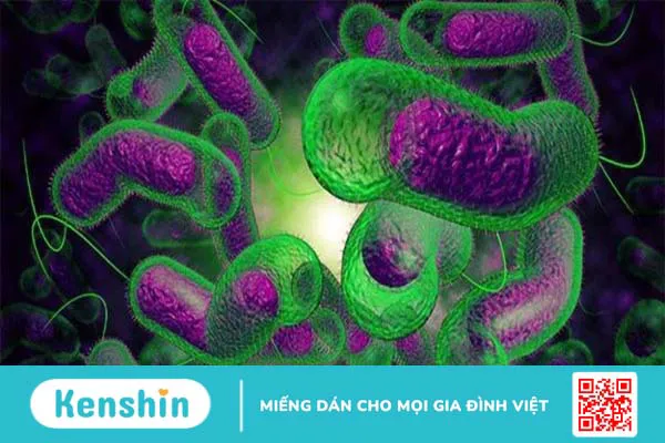 Triệu chứng nhiễm khuẩn do Vibrio parahaemolyticus