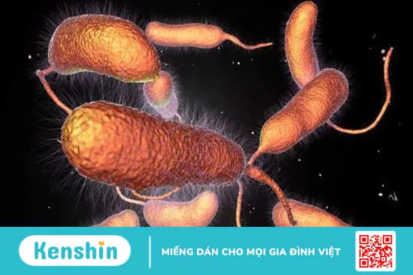 Triệu chứng nhiễm khuẩn do Vibrio parahaemolyticus 1