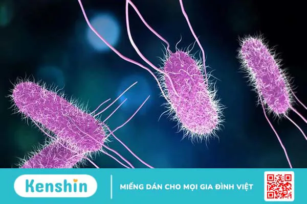 Triệu chứng nhiễm Salmonella là gì? Phương pháp điều trị và cách phòng chống