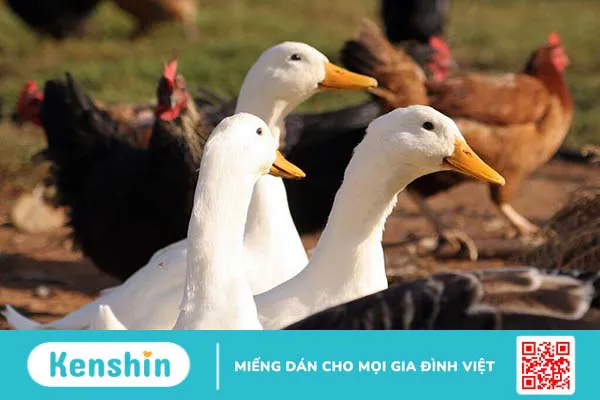 Triệu chứng nhiễm Salmonella là gì? Phương pháp điều trị và cách phòng chống