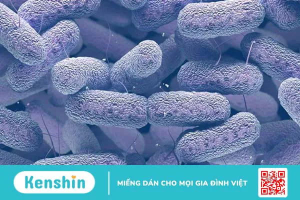 Triệu chứng nhiễm trùng vi khuẩn klebsiella pneumoniae