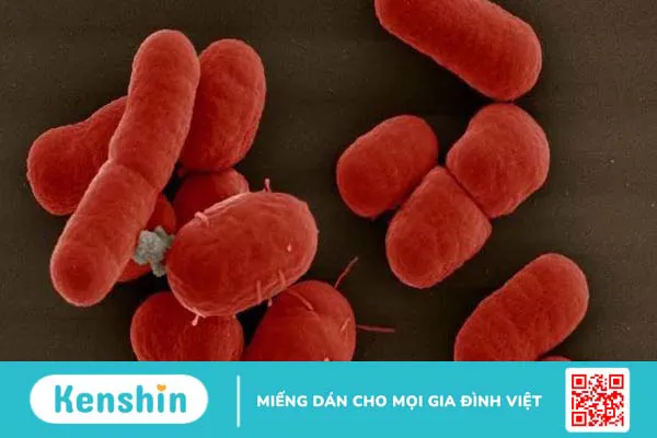 Triệu chứng nhiễm trùng vi khuẩn klebsiella pneumoniae 1