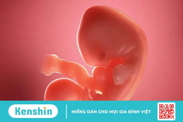 Túi thai 18mm chưa có phôi là gì? Có nguy hiểm không?