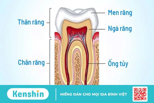 Tủy răng: Cấu tạo, vai trò và bệnh lý thường gặp 2