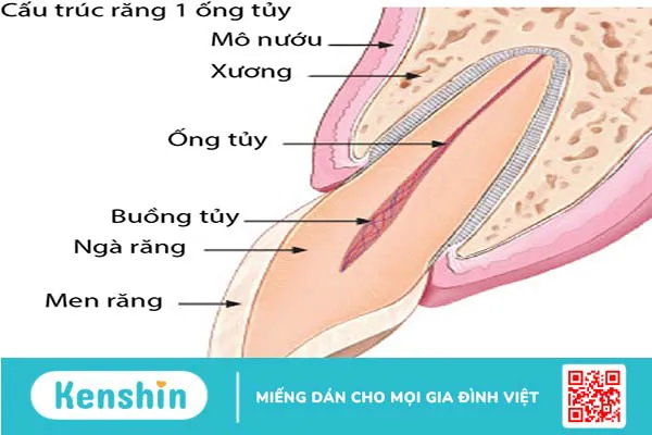 Tủy răng là gì? Tủy răng quan trọng đến mức nào?