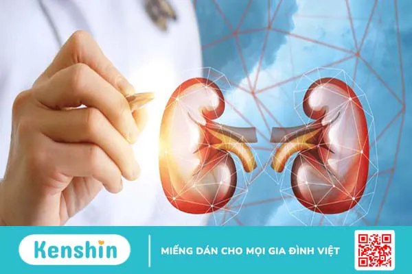 Tuyến thượng thận là gì? Tìm hiểu các bệnh lý liên quan đến tuyến thượng thận