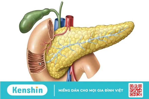 Tuyến tụy và tuyến trên thận: Những thông tin bổ ích cần biết