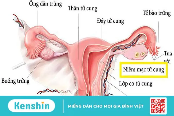 Uống nước cam có làm mỏng niêm mạc không?