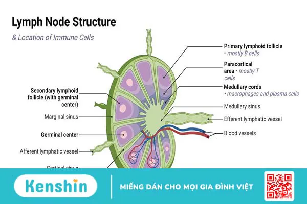 Vai trò, cấu trúc của hạch bạch huyết trong cơ thể và các bệnh thường gặp