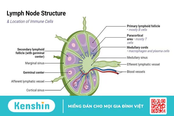 Vai trò, cấu trúc của hạch bạch huyết trong cơ thể và các bệnh thường gặp