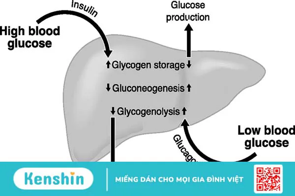 Vai trò của insulin rất quan trọng trong việc điều tiết lượng đường trong máu