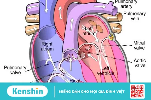 Van động mạch chủ: Cấu trúc, chức năng và bệnh lý thường gặp