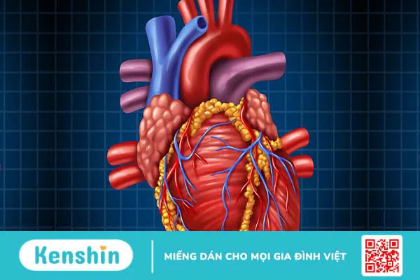 Van tim là gì? Có vai trò thế nào với trái tim của bạn?