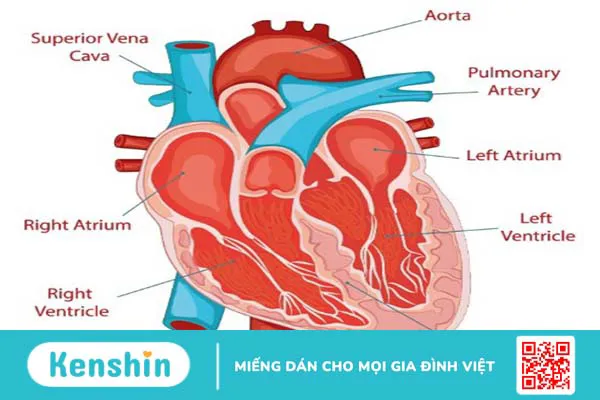 Van tim là gì? Có vai trò gì với trái tim của bạn? 1