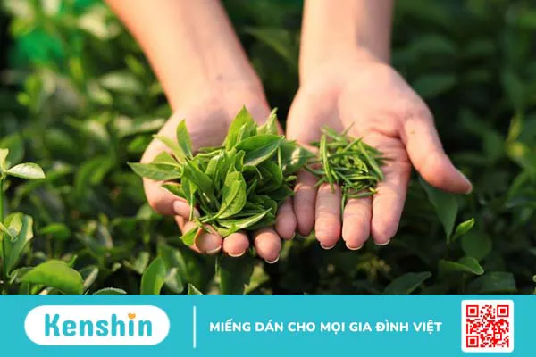 Vảy nến da đầu là gì? Bệnh vảy nến da đầu có chữa được không?