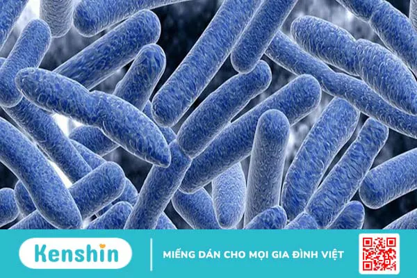 Vi khuẩn botulinum là gì? Nguồn gốc, triệu chứng và cách phòng ngừa