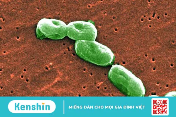 Vi khuẩn Burkholderia cepacia – Mầm bệnh gây nhiễm trùng bệnh viện