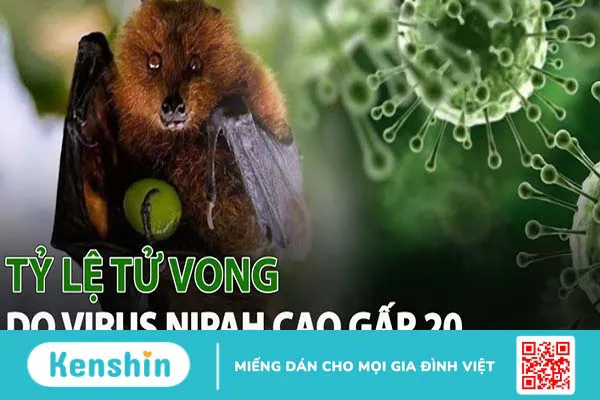 Vi rút Nipah và những thông tin ai cũng cần biết