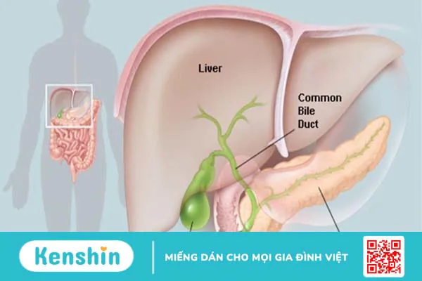 Vì sao cần dẫn lưu đường mật? Các bước cần chuẩn bị và quy trình thực hiện thủ thuật