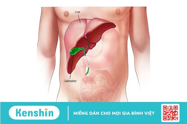 Vì sao uống thải độc gan bị nổi mụn?