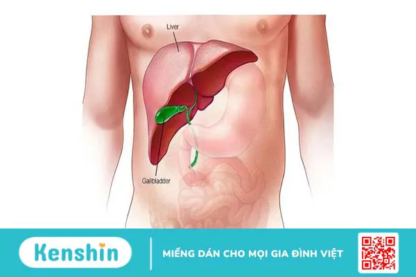 Vì sao uống thải độc gan bị nổi mụn?