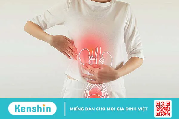 Vị trí và cấu tạo của bàng quang