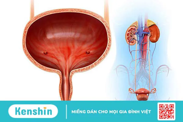 Vị trí và cấu tạo của bàng quang