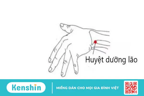 Vị trí và tác dụng của huyệt Dưỡng Lão