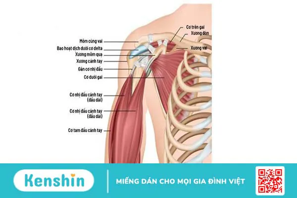 Viêm gân cơ trên gai: Nguyên nhân, triệu chứng, chẩn đoán và điều trị 3