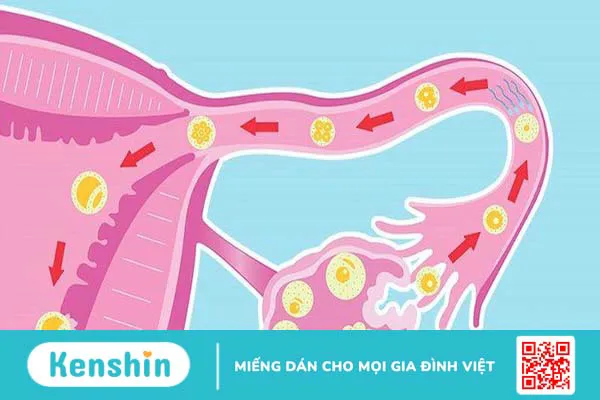 Viên nội tiết tố Heragest: Giải pháp giúp tăng cường progesterone tự nhiên ở phụ nữ