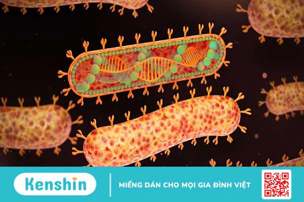 Virus Marburg: Con đường lây truyền, cách điều trị và phòng tránh