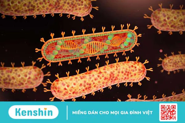 Virus Marburg: Con đường lây truyền, cách điều trị và phòng tránh