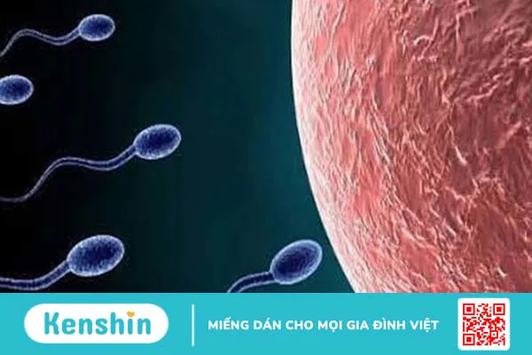 Vô sinh nam có phải yếu sinh lý? Sự thật bạn cần biết 2