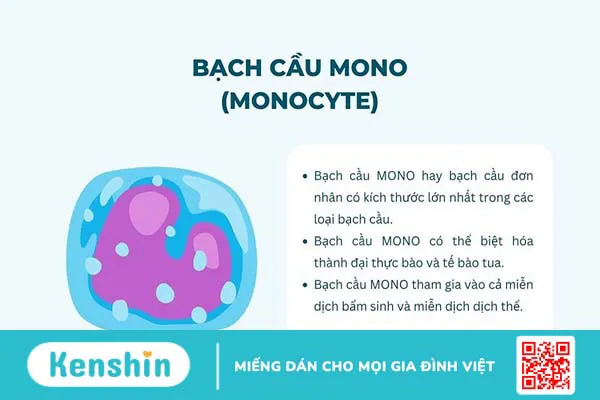 Xét nghiệm bạch cầu trong chẩn đoán bệnh 1