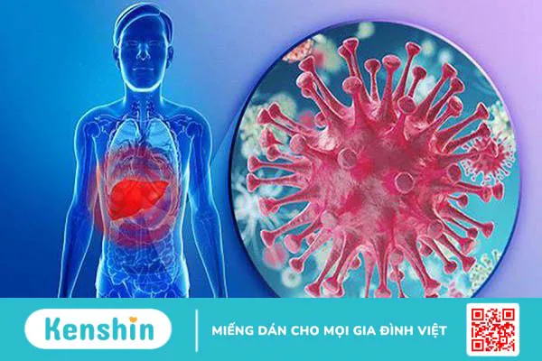 Xét nghiệm HCV Ab là gì? Vai trò của HCV Ab trong chẩn đoán bệnh viêm gan 1