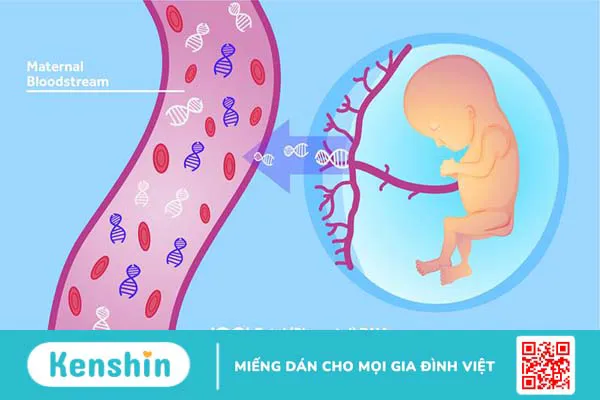 Xét nghiệm NIPT ở đâu Hà Nội uy tín, chất lượng nhất?