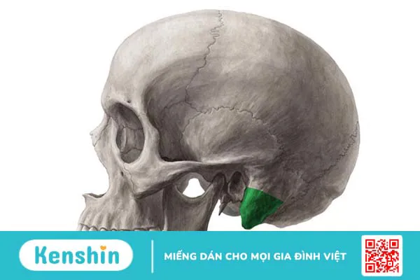 Xương chũm là gì? Có chức năng thế nào đối với cơ thể?