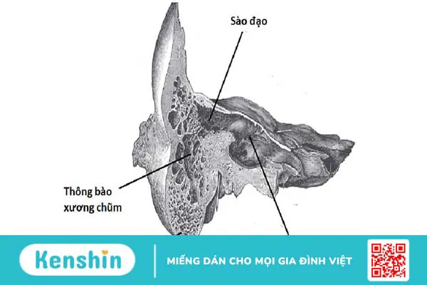 Xương chũm là gì? Có chức năng gì đối với cơ thể 1