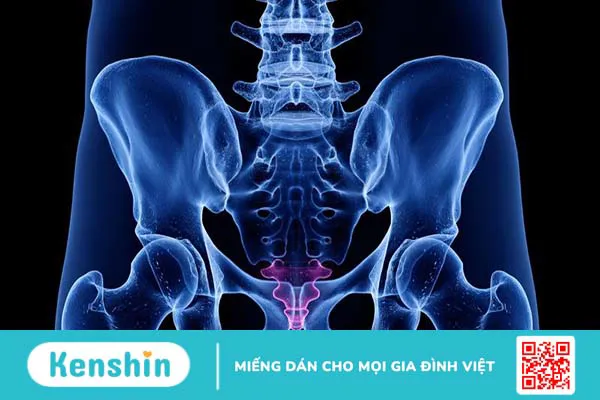 Xương cụt có vai trò gì? Những điều cần lưu ý