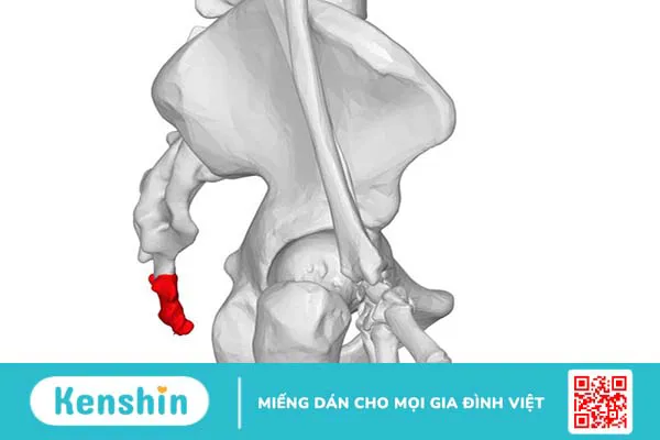 Xương cụt có vai trò gì? Những điều cần lưu ý