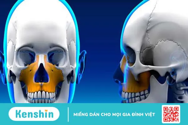 Xương hàm: Cấu tạo, chức năng và một số bệnh lý liên quan 1