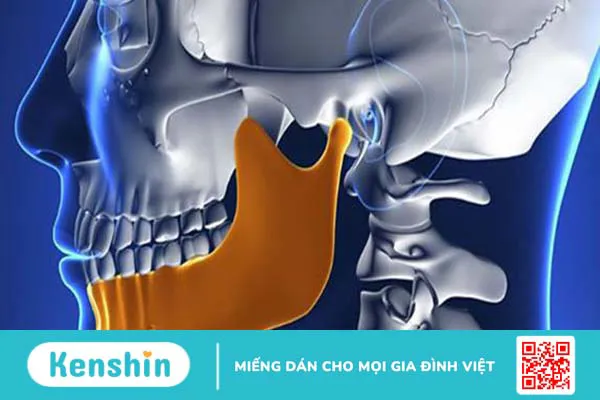 Xương hàm: Cấu tạo, chức năng và một số bệnh lý liên quan 2